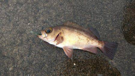 御前崎港でデイメバリング